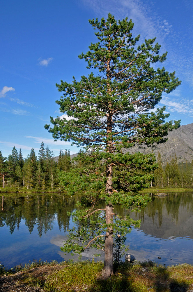 Image of Pinus friesiana specimen.