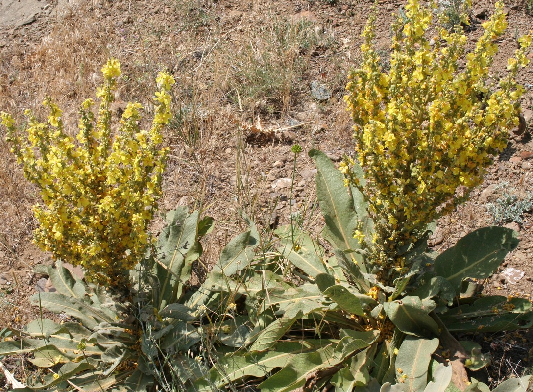 Image of genus Verbascum specimen.