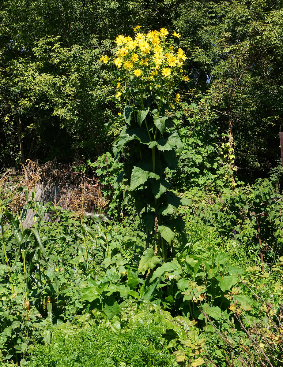 Image of Silphium perfoliatum specimen.