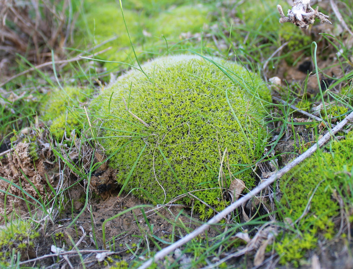 Image of class Bryopsida specimen.