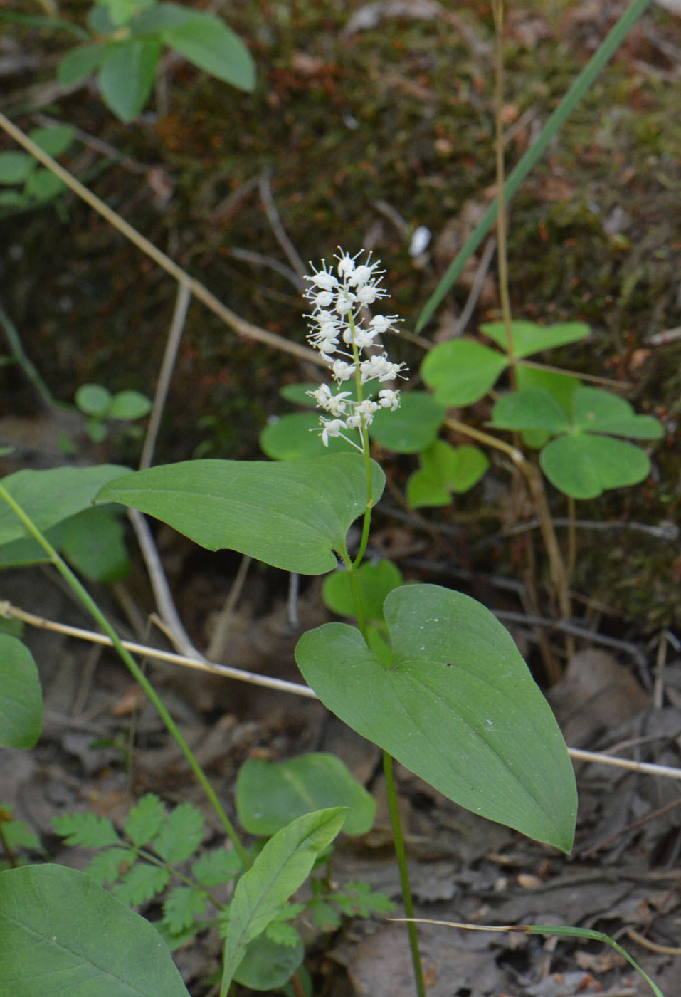 Image of Maianthemum bifolium specimen.