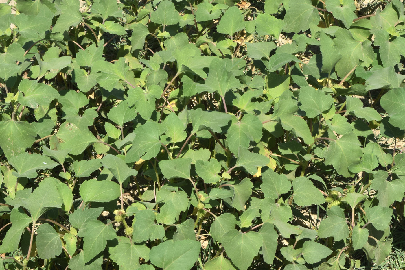 Image of Xanthium orientale specimen.