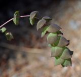 Origanum cordifolium