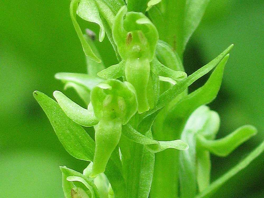 Image of Limnorchis convallariifolia specimen.