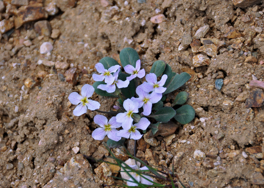 Image of Leiospora exscapa specimen.