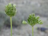 genus Allium