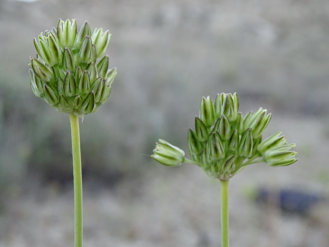 Image of genus Allium specimen.