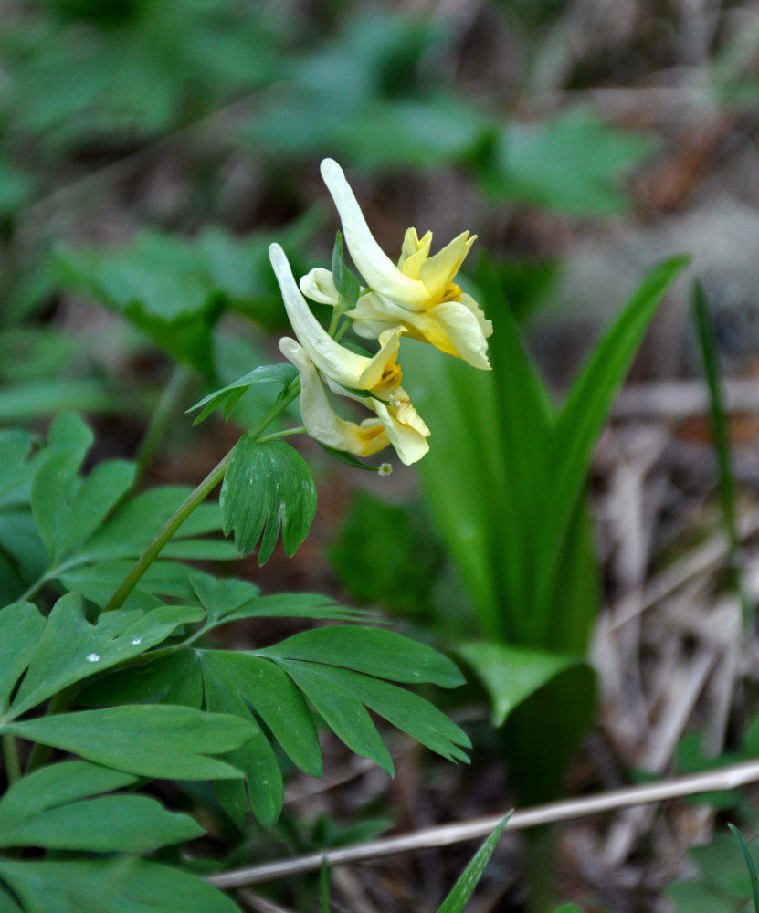 Image of Corydalis bracteata specimen.