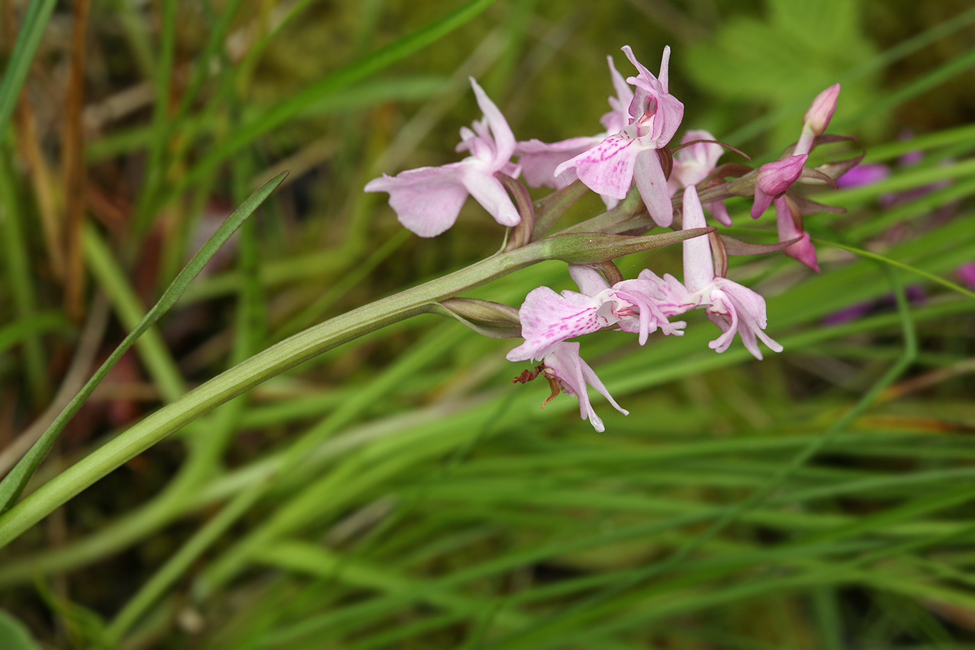 Изображение особи Dactylorhiza traunsteineri.