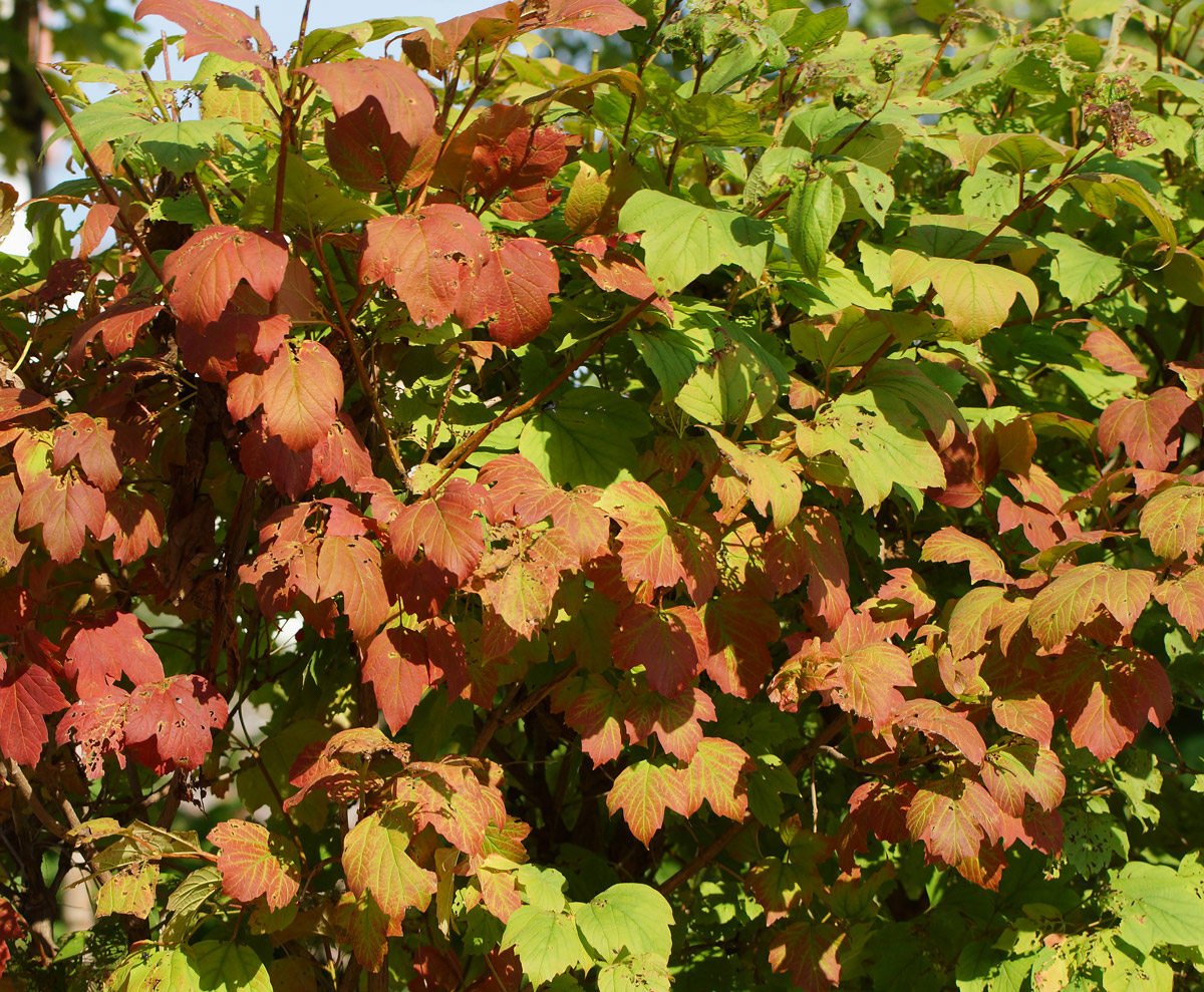 Image of Viburnum opulus specimen.