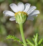 род Anthemis