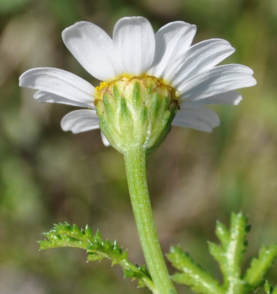 Image of genus Anthemis specimen.