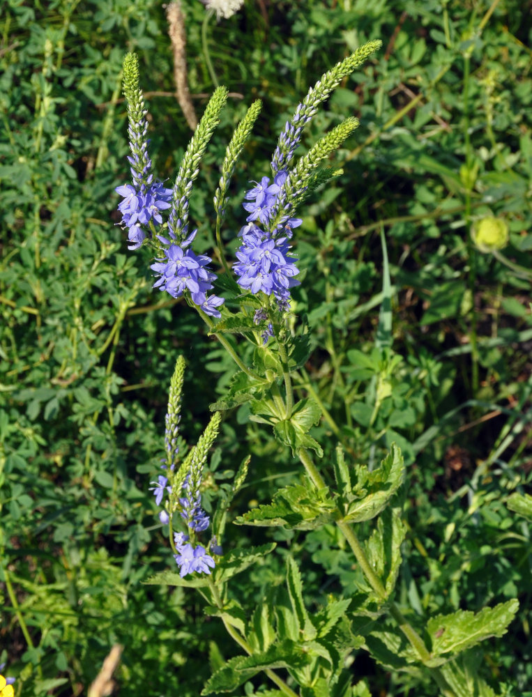 Изображение особи Veronica teucrium.