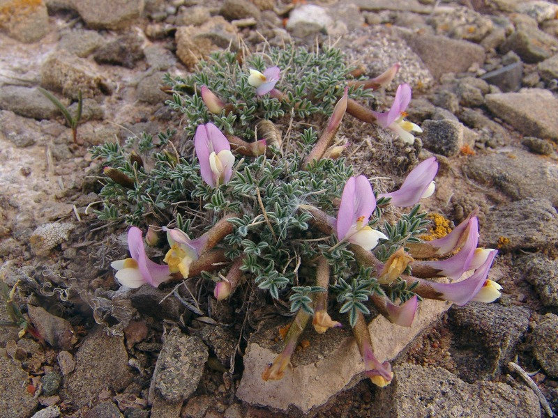 Image of Astragalus lasiophyllus specimen.