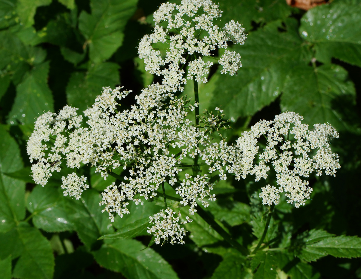 Image of Aegopodium podagraria specimen.