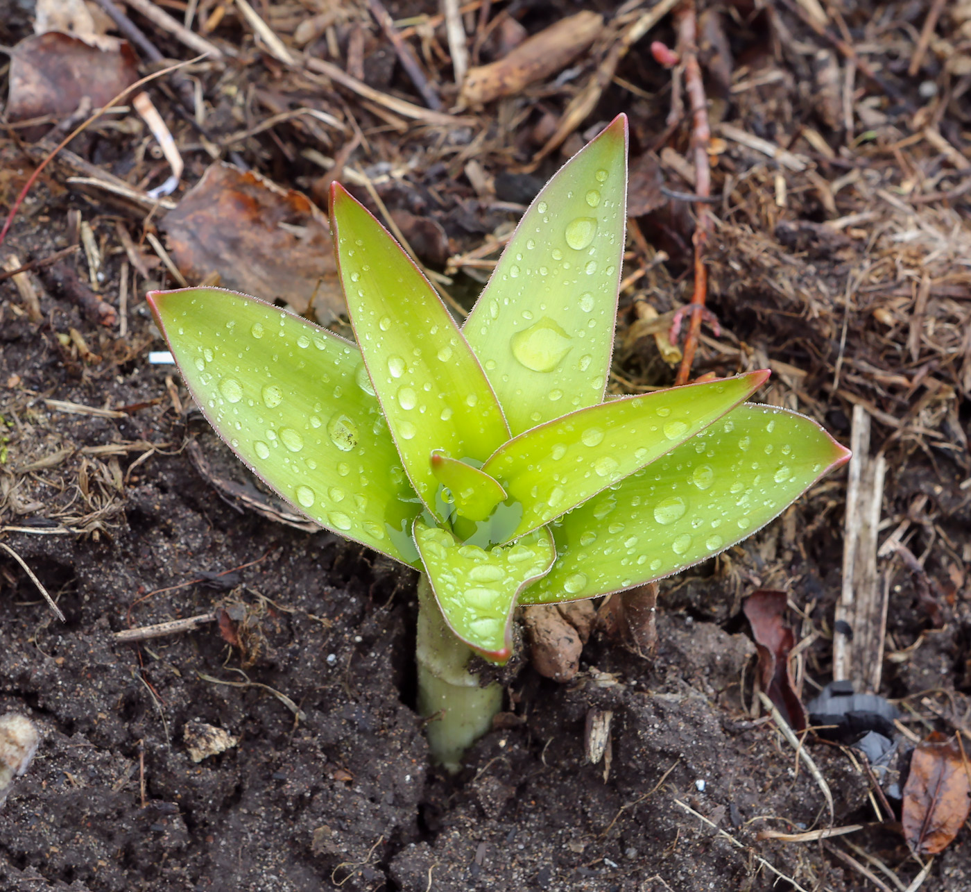 Image of genus Allium specimen.