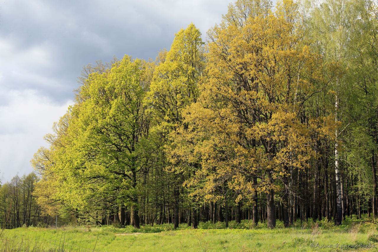 Изображение особи Quercus robur.