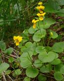 Viola biflora