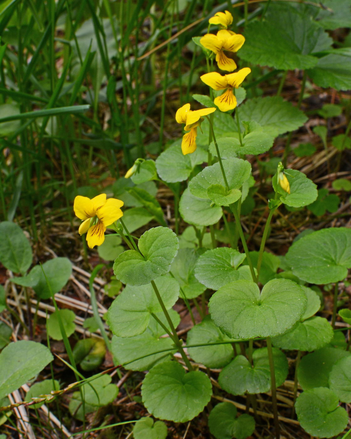 Image of Viola biflora specimen.