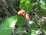 Euonymus verrucosus