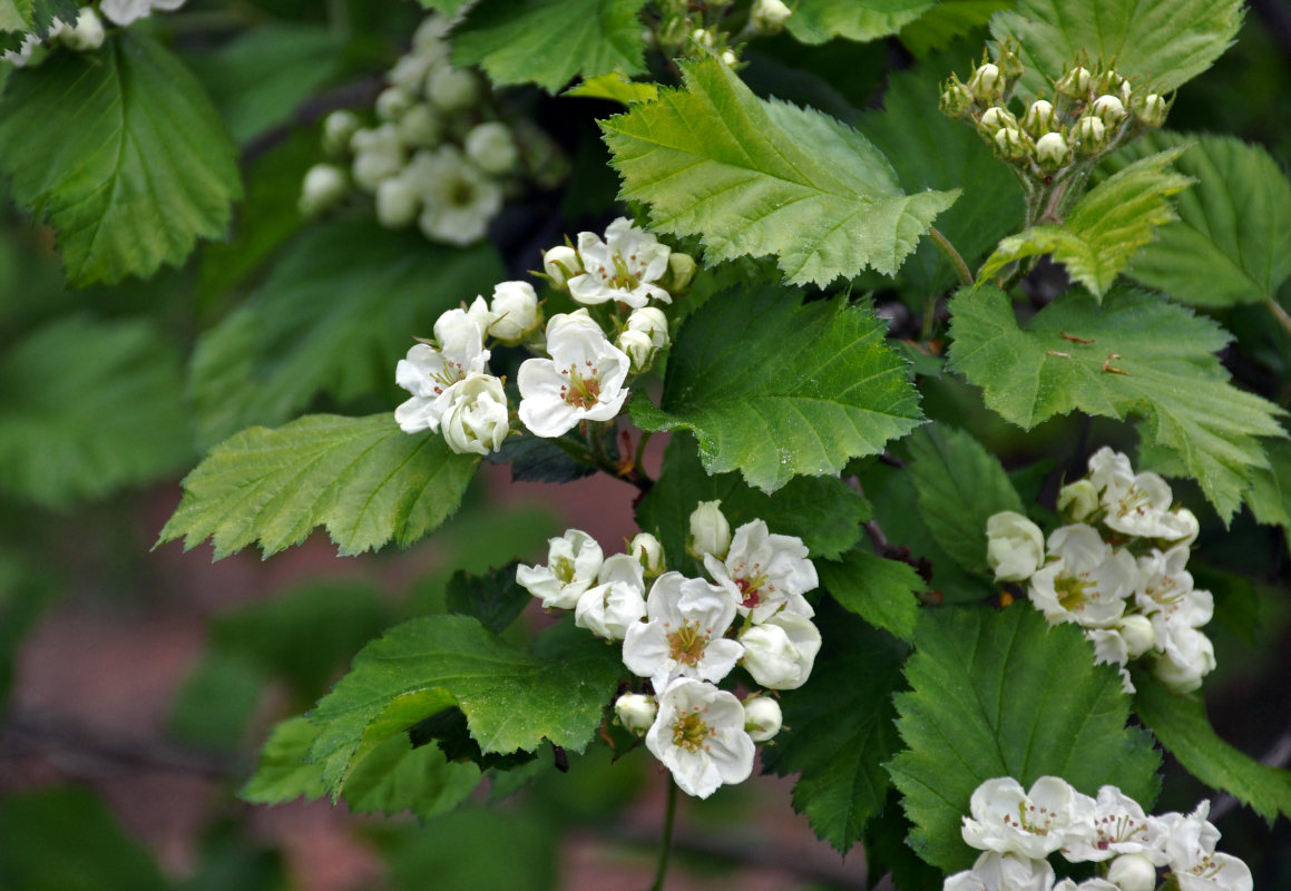 Image of Crataegus submollis specimen.