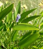 Pontederia cordata. Цветущее растение. Краснодарский край, городской округ Сочи, Сочи-Центр, Сочинский дендрарий, в культуре. Июль 2020 г.