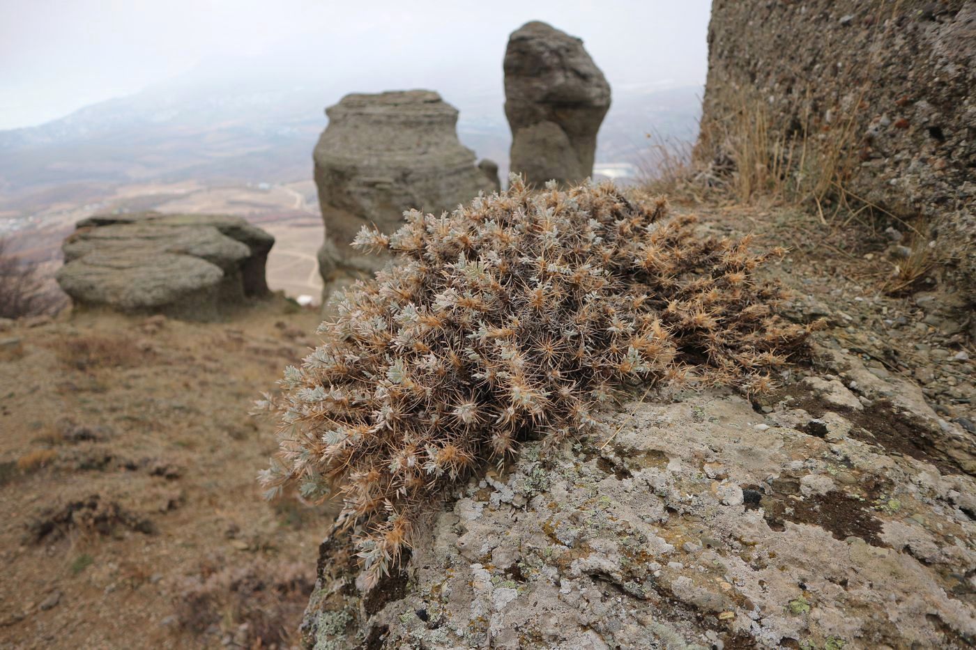 Изображение особи Astragalus arnacantha.