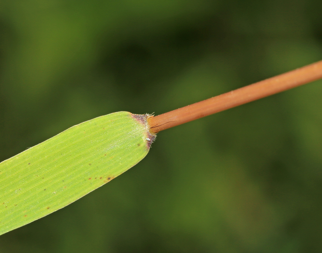 Image of Cleistogenes probatovae specimen.