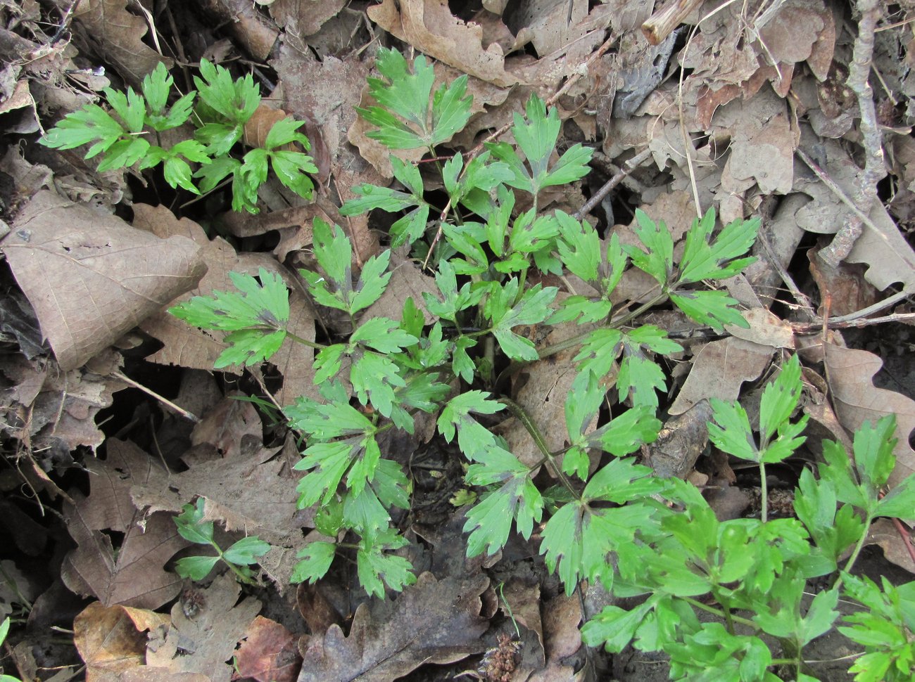 Image of Ranunculus repens specimen.