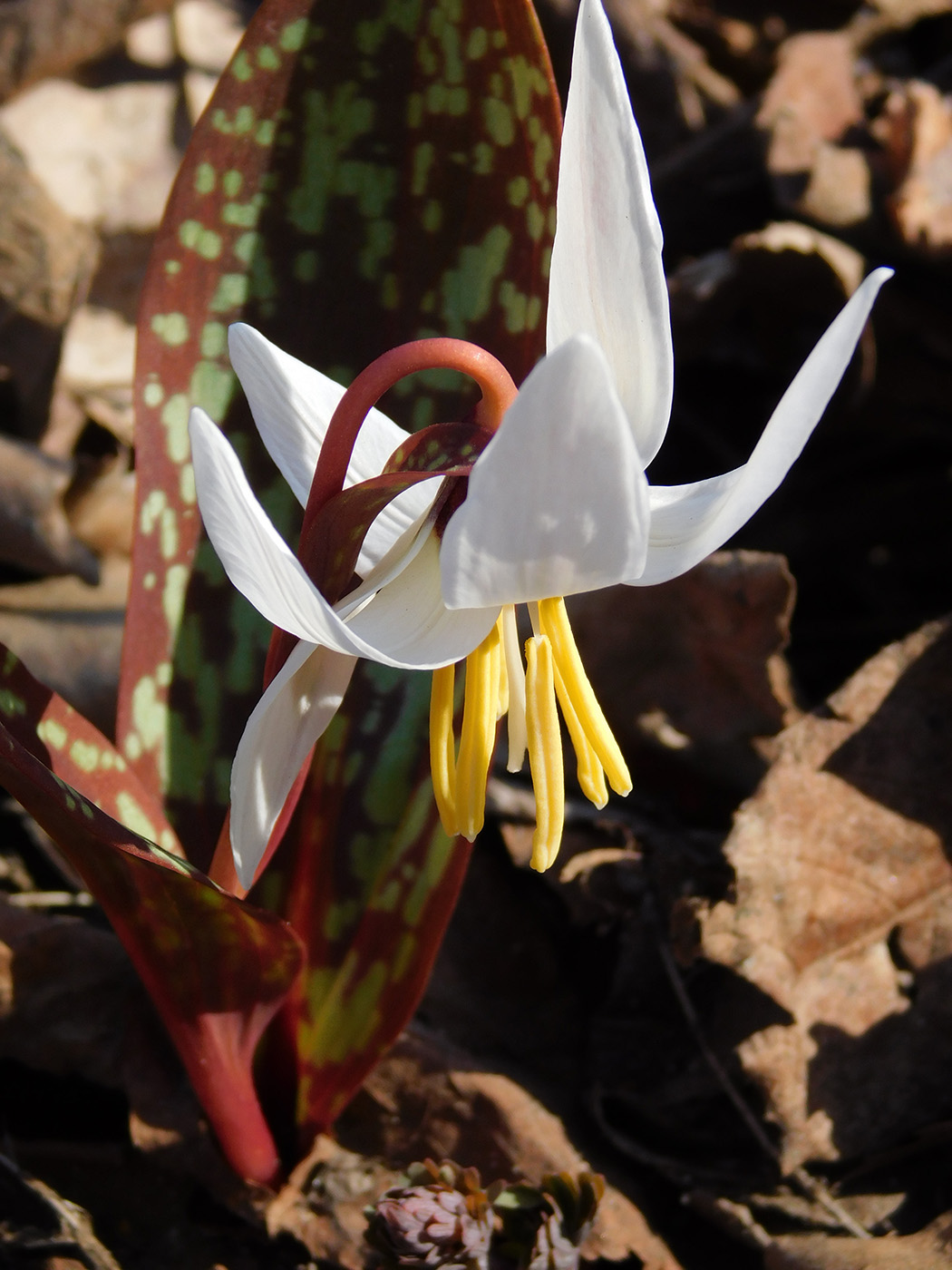 Image of Erythronium caucasicum specimen.