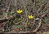 Tulipa biebersteiniana. Цветущие растения. Волгоградская обл., Калачёвский р-н, северное побережье Береславского водохранилища, окраина поля. 15.04.2021.