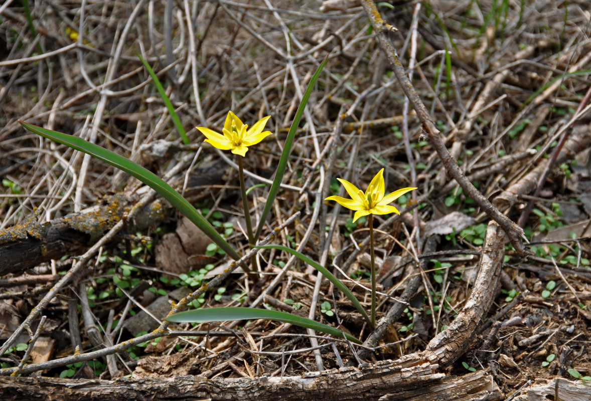 Image of Tulipa biebersteiniana specimen.