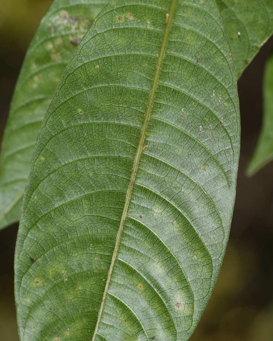 Image of Palicourea macrobotrys specimen.