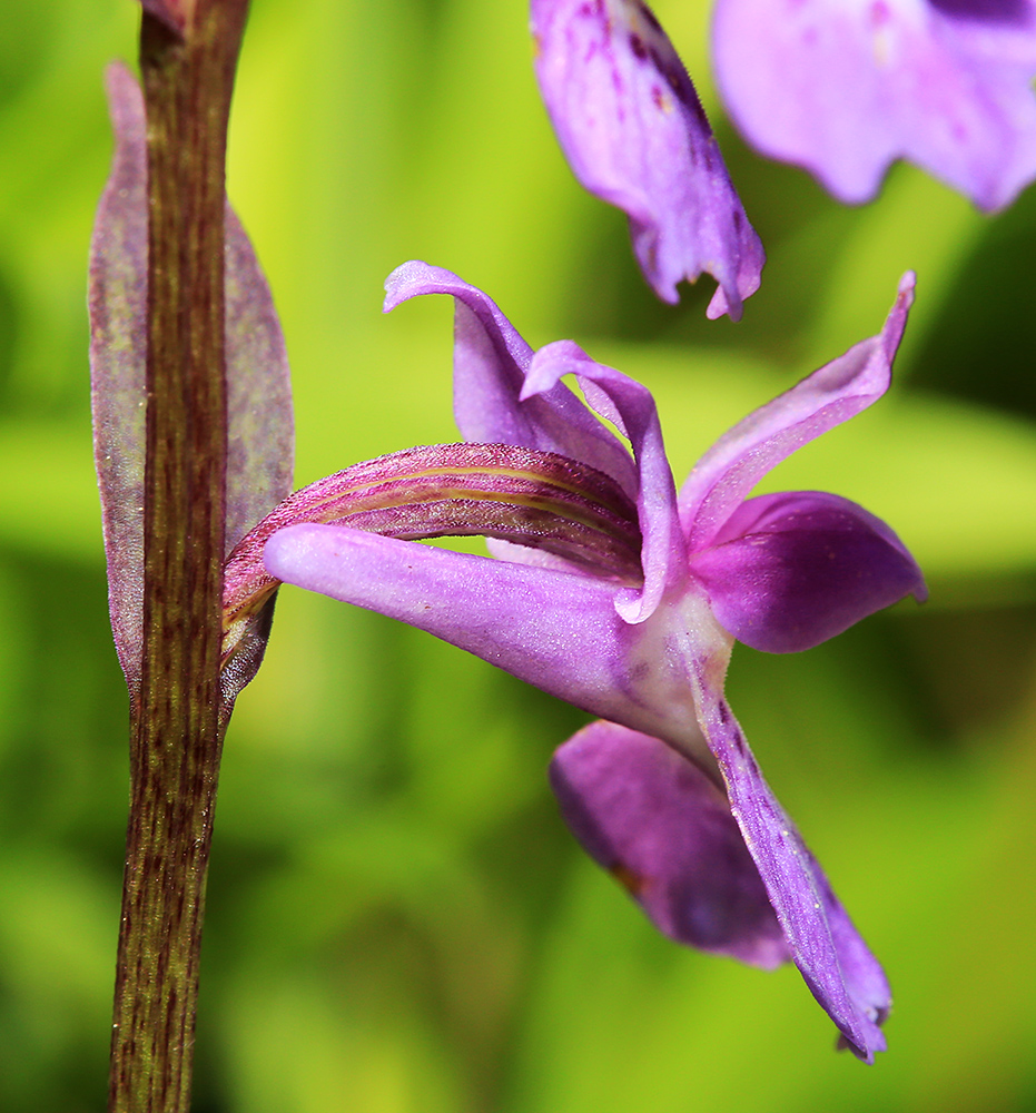 Image of Ponerorchis chusua specimen.