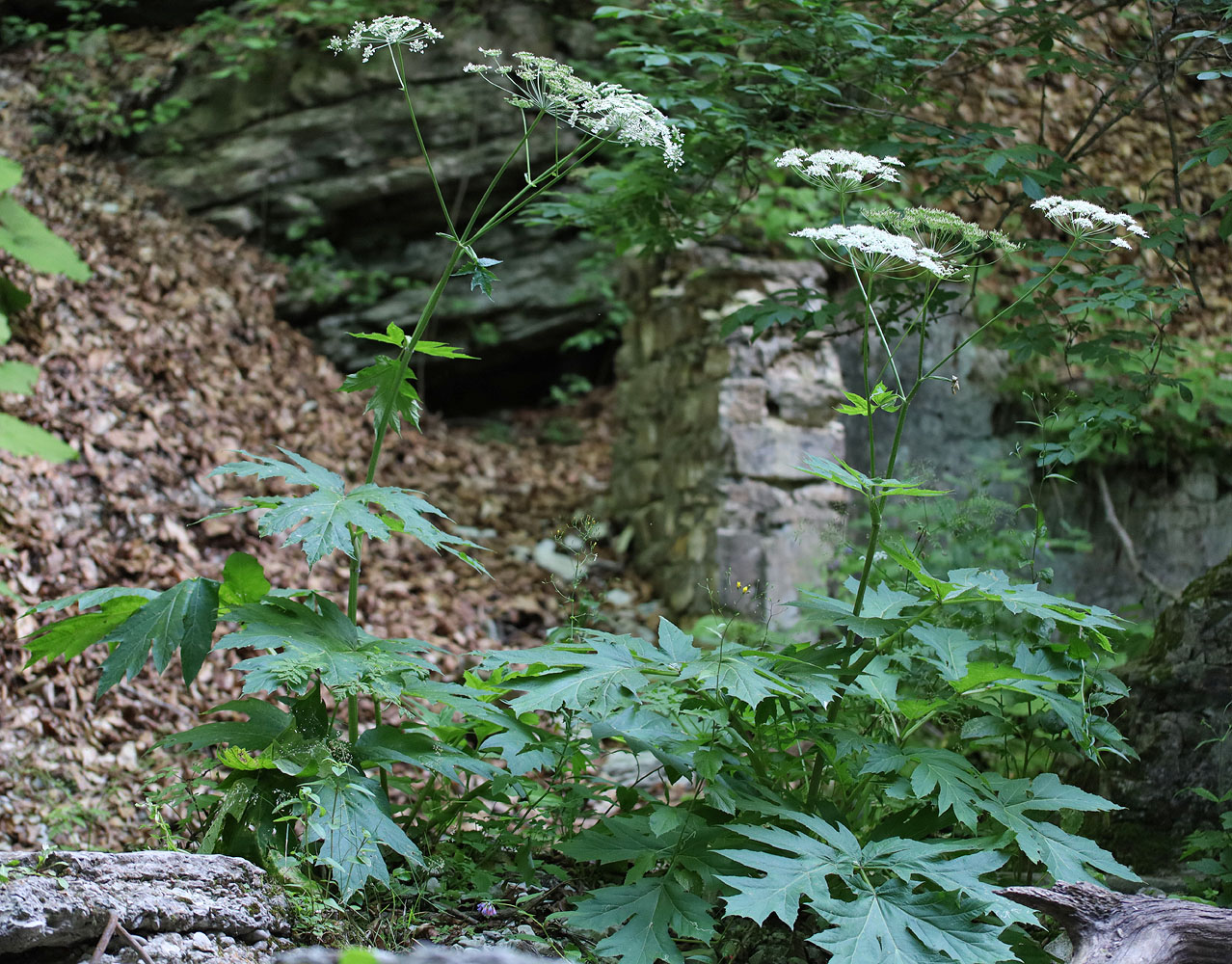 Image of Heracleum sommieri specimen.