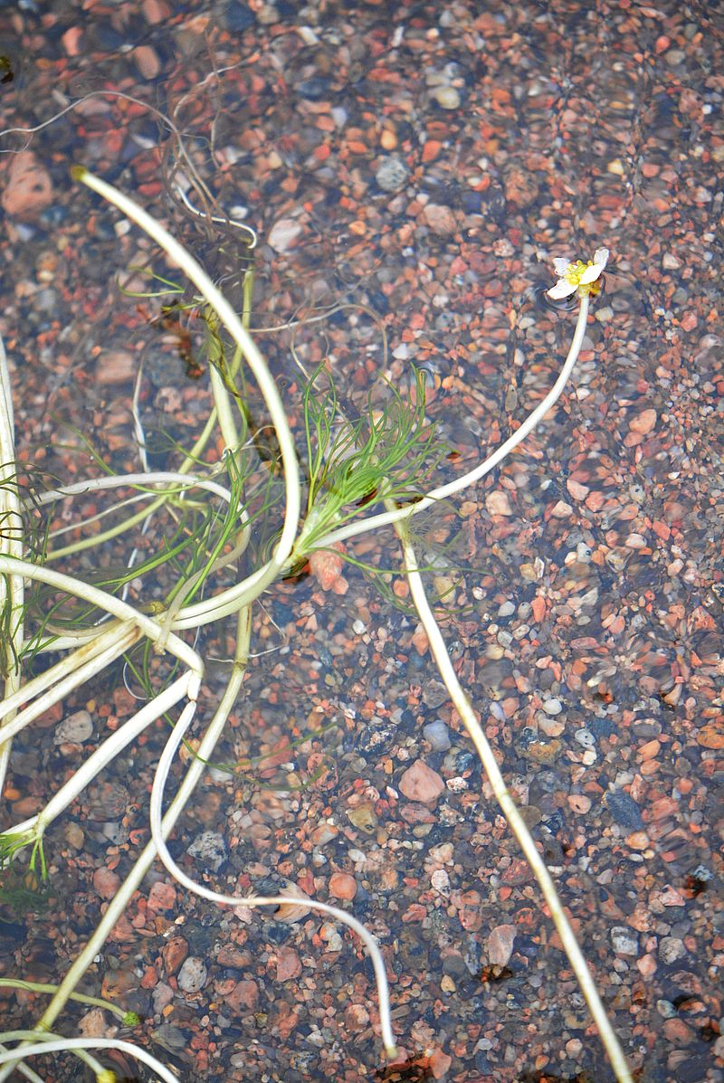 Image of Ranunculus baudotii specimen.