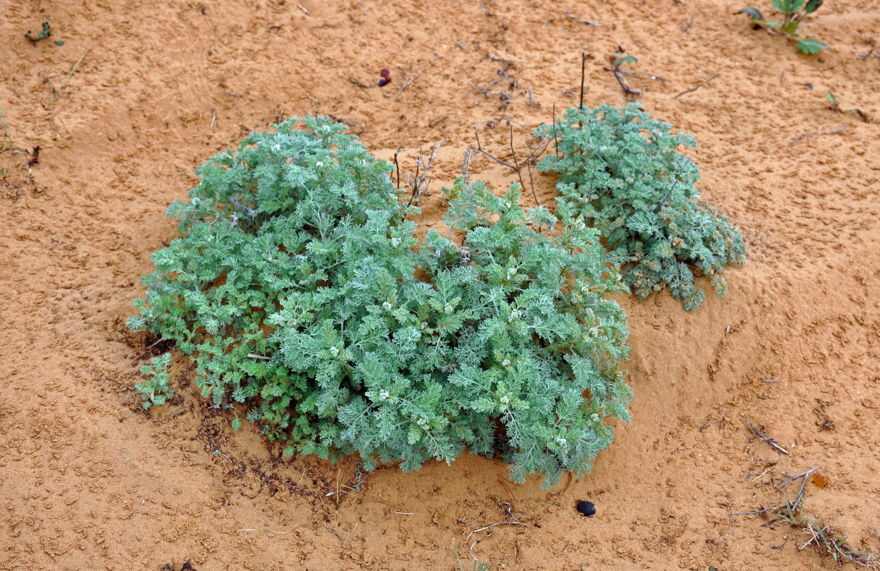 Image of genus Artemisia specimen.