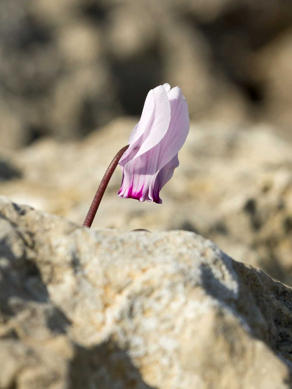 Image of Cyclamen graecum specimen.