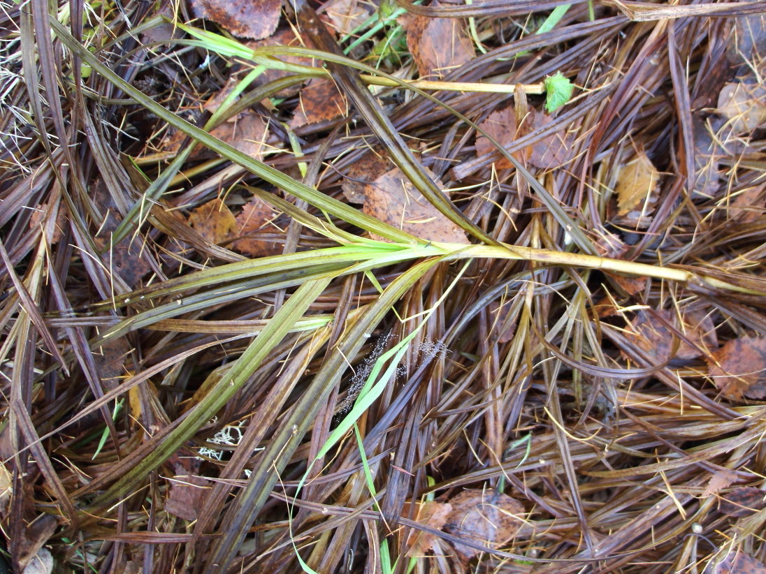 Изображение особи Carex sordida.