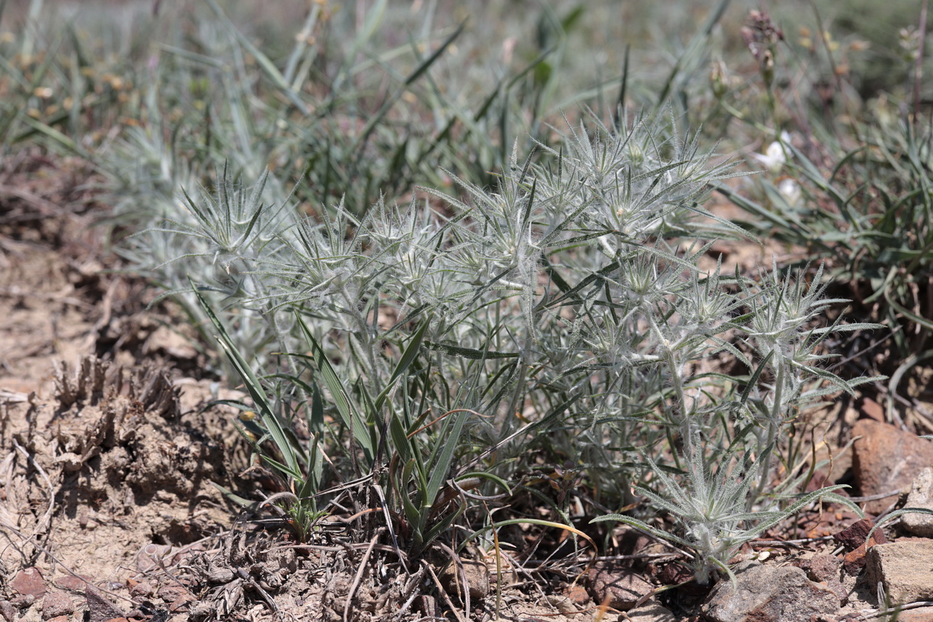 Изображение особи Ceratocarpus arenarius.