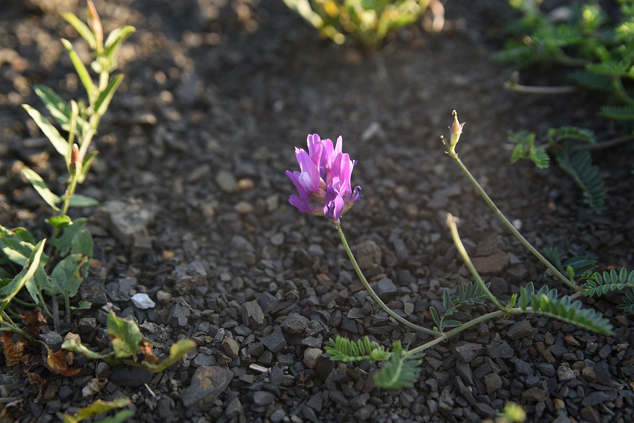 Изображение особи род Astragalus.