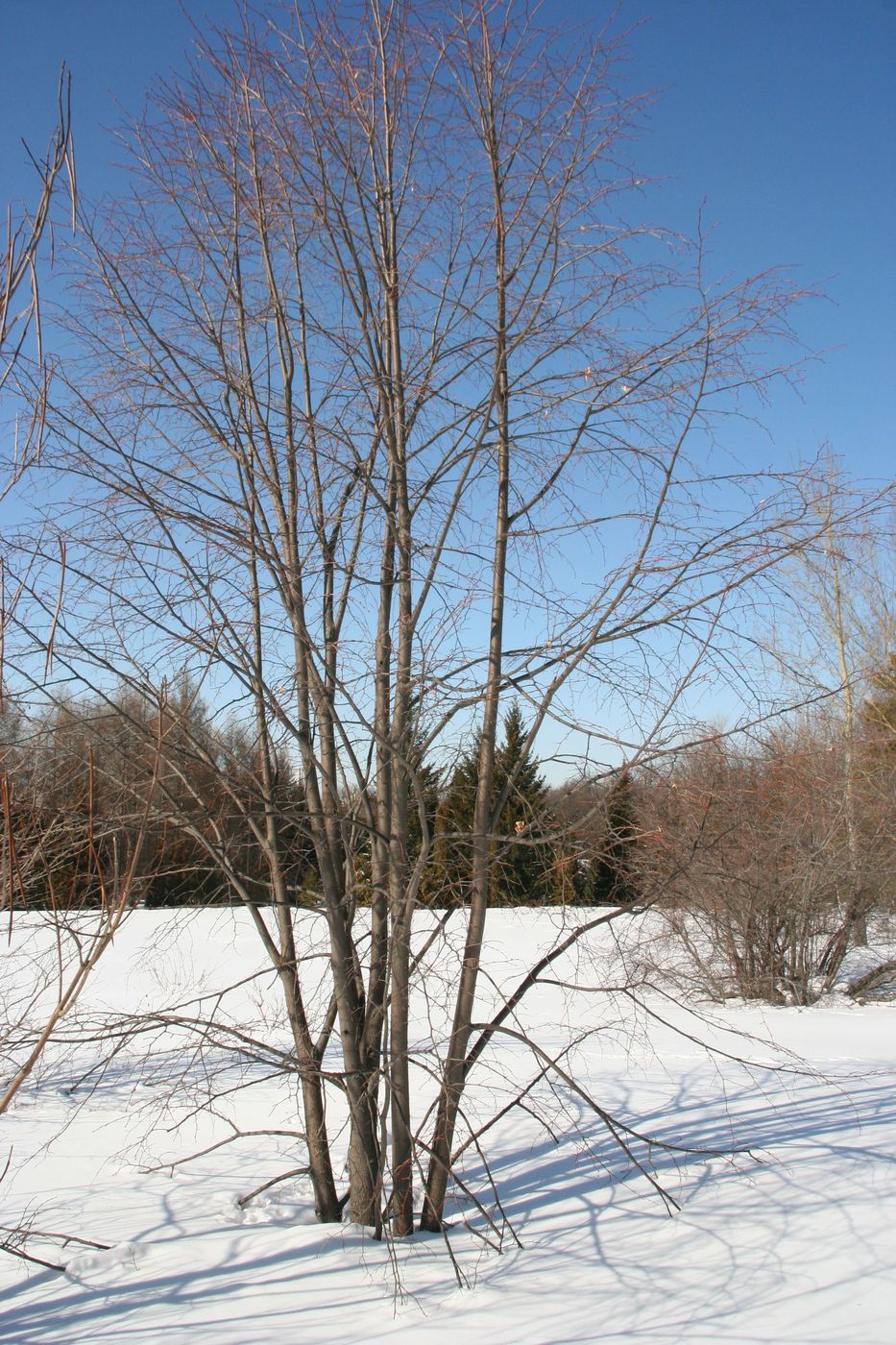 Image of Tilia taquetii specimen.