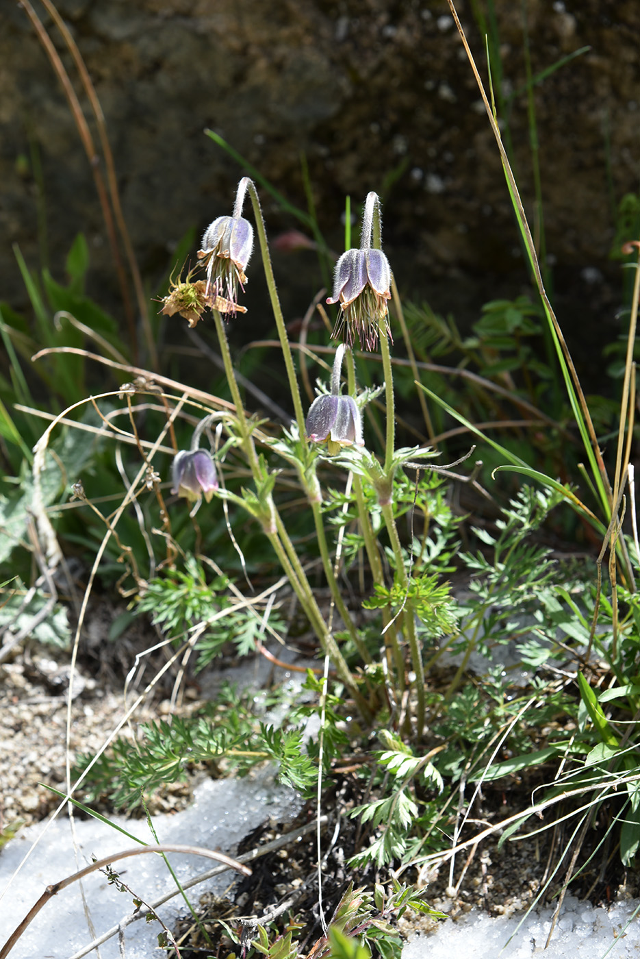 Изображение особи Pulsatilla campanella.