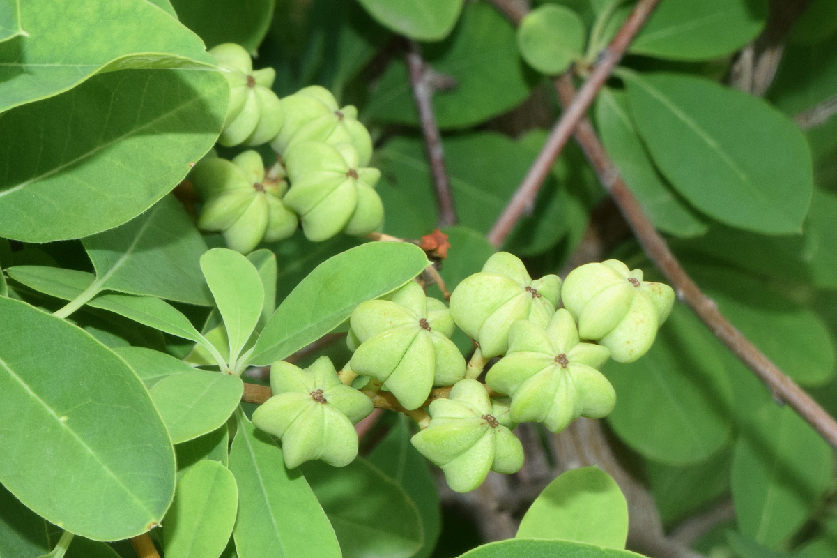 Image of genus Exochorda specimen.