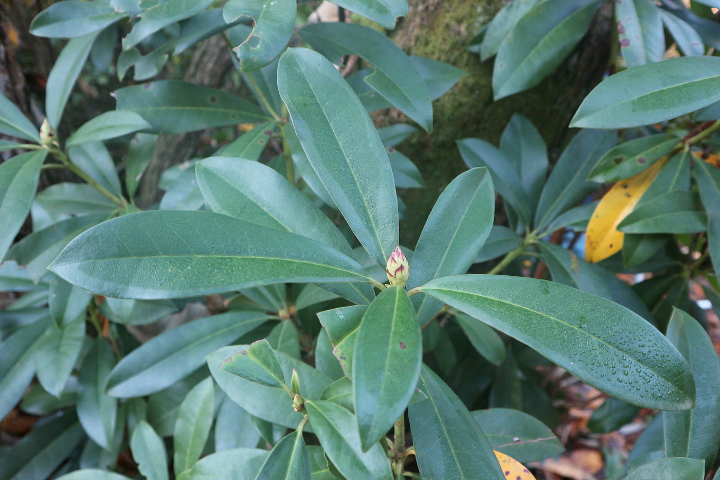 Изображение особи Rhododendron ponticum.