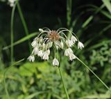 Allium oleraceum. Соцветие с выводковыми луковичками. Ульяновская обл., Мелекесский р-н, окр. г. Димитровград, нижнее течение р. Бол. Авраль при впадении в р. Бол. Черемшан, пойменный луг с дубовым редколесьем. 23.07.2022.