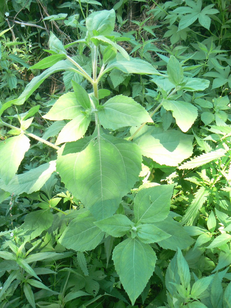 Image of Sigesbeckia pubescens specimen.