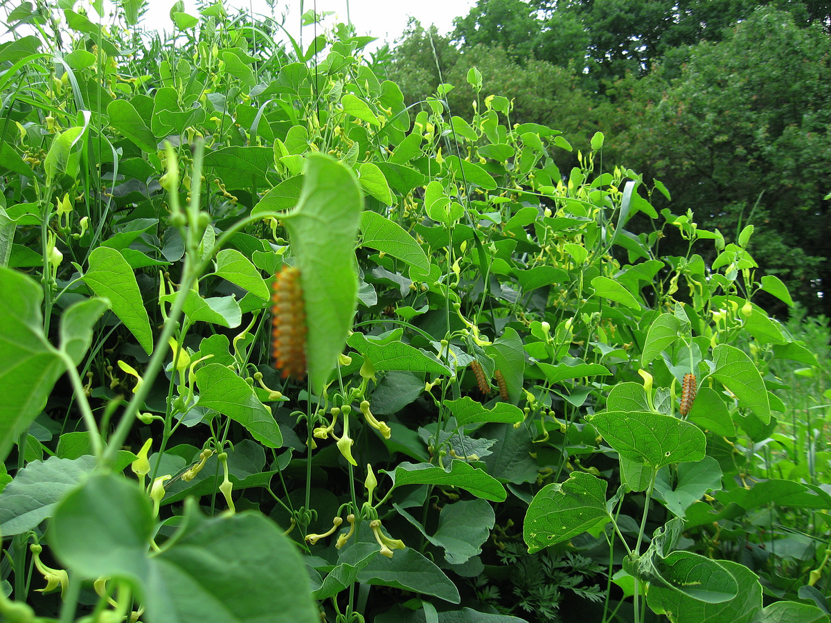 Image of Aristolochia clematitis specimen.