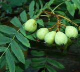 Смотреть изображение Sorbus domestica