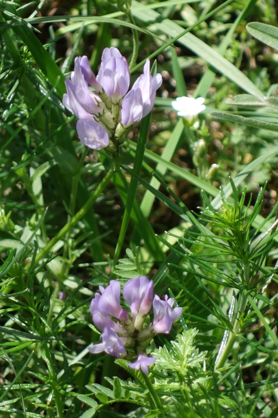 Image of Astragalus captiosus specimen.